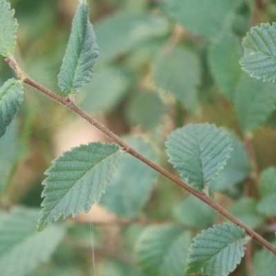 Ulmus procera (English Elm) at Point Hut to Tharwa - 21 Dec 2023 by RodDeb