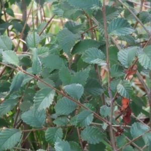 Ulmus procera at Point Hut to Tharwa - 21 Dec 2023