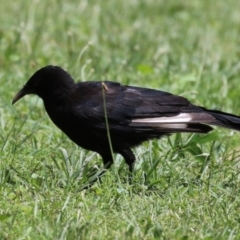 Corcorax melanorhamphos (White-winged Chough) at Tuggeranong, ACT - 21 Dec 2023 by RodDeb