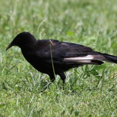 Corcorax melanorhamphos (White-winged Chough) at Tuggeranong, ACT - 21 Dec 2023 by RodDeb