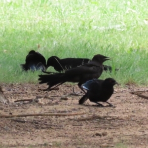 Corcorax melanorhamphos at Point Hut to Tharwa - 21 Dec 2023