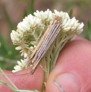 Lepidoptera unclassified IMMATURE moth at Mount Taylor NR (MTN) - 21 Dec 2023