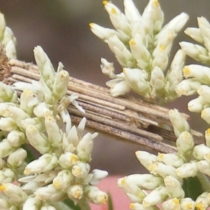 Lepidoptera unclassified IMMATURE moth at Mount Taylor NR (MTN) - 21 Dec 2023