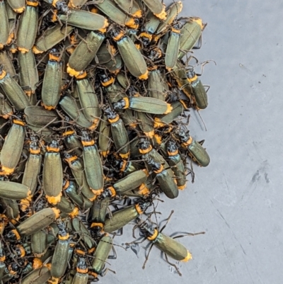 Chauliognathus lugubris (Plague Soldier Beetle) at Downer, ACT - 20 Dec 2023 by abread111