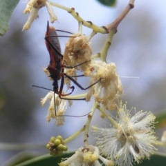 Gminatus australis (Orange assassin bug) at Tuggeranong, ACT - 21 Dec 2023 by MichaelMulvaney