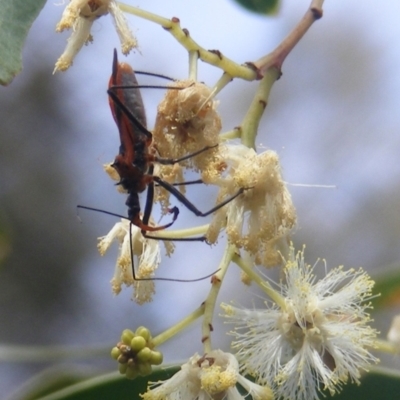 Gminatus australis (Orange assassin bug) at Tuggeranong, ACT - 21 Dec 2023 by MichaelMulvaney