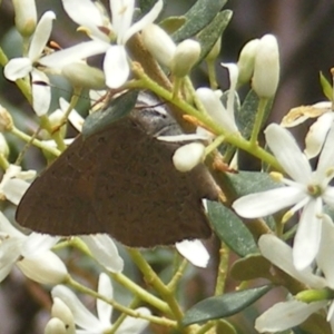 Paralucia pyrodiscus at Mount Taylor NR (MTN) - suppressed