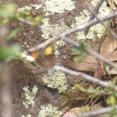 Paralucia pyrodiscus at Mount Taylor NR (MTN) - suppressed