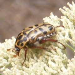 Neorrhina punctata (Spotted flower chafer) at Tuggeranong, ACT - 21 Dec 2023 by MichaelMulvaney