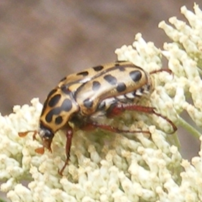 Neorrhina punctatum (Spotted flower chafer) at Tuggeranong, ACT - 21 Dec 2023 by MichaelMulvaney