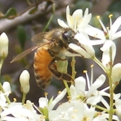 Apis mellifera (European honey bee) at Tuggeranong, ACT - 21 Dec 2023 by MichaelMulvaney