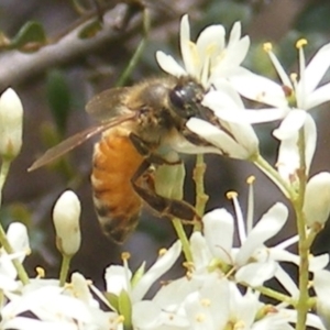 Apis mellifera at Mount Taylor NR (MTN) - 21 Dec 2023