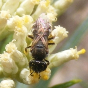 Lasioglossum (Chilalictus) sp. (genus & subgenus) at Mount Taylor NR (MTN) - 21 Dec 2023 05:14 PM