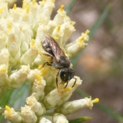 Lasioglossum (Chilalictus) sp. (genus & subgenus) at Mount Taylor NR (MTN) - 21 Dec 2023 05:14 PM