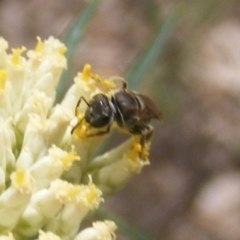 Lasioglossum (Chilalictus) sp. (genus & subgenus) at Mount Taylor NR (MTN) - 21 Dec 2023 05:14 PM