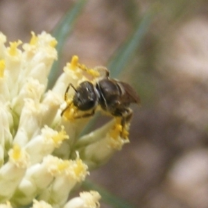 Lasioglossum (Chilalictus) sp. (genus & subgenus) at Mount Taylor NR (MTN) - 21 Dec 2023