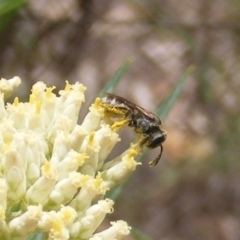 Lasioglossum (Chilalictus) sp. (genus & subgenus) at Mount Taylor NR (MTN) - 21 Dec 2023 05:14 PM