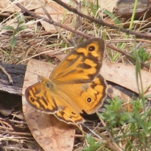 Heteronympha merope at Mount Taylor NR (MTN) - 21 Dec 2023