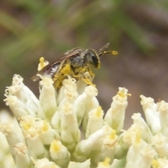 Lasioglossum (Chilalictus) sp. (genus & subgenus) (Halictid bee) at Kambah, ACT - 21 Dec 2023 by MichaelMulvaney