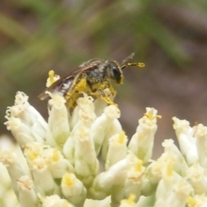 Lasioglossum (Chilalictus) sp. (genus & subgenus) at Mount Taylor NR (MTN) - 21 Dec 2023 01:22 PM