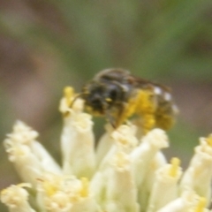 Lasioglossum (Chilalictus) sp. (genus & subgenus) at Mount Taylor NR (MTN) - 21 Dec 2023 01:22 PM