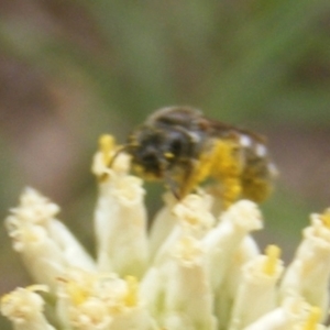 Lasioglossum (Chilalictus) sp. (genus & subgenus) at Mount Taylor NR (MTN) - 21 Dec 2023 01:22 PM