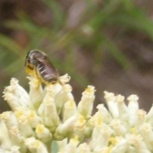 Lasioglossum (Chilalictus) sp. (genus & subgenus) at Mount Taylor NR (MTN) - 21 Dec 2023 01:22 PM