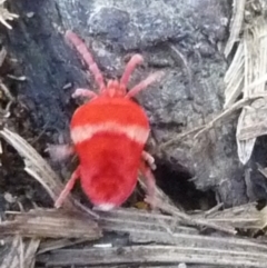 Paratrombium sp. (genus) (A velvet mite) at QPRC LGA - 31 Jul 2016 by arjay