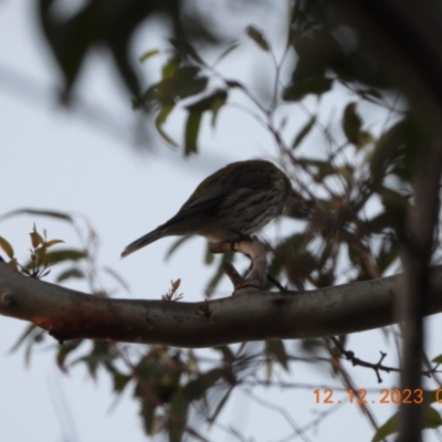 Oriolus sagittatus (Olive-backed Oriole) at Oakdale, NSW - 11 Dec 2023 by bufferzone