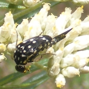 Mordella dumbrelli at Mount Taylor NR (MTN) - 21 Dec 2023 01:08 PM