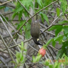 Meliphaga lewinii (Lewin's Honeyeater) at Oakdale, NSW - 12 Dec 2023 by bufferzone