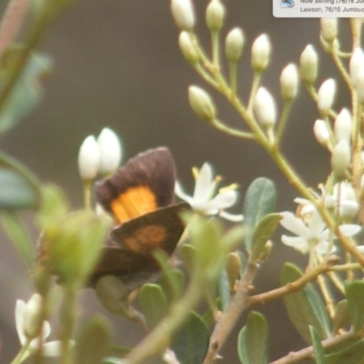 Paralucia pyrodiscus (Fiery Copper) at Tuggeranong, ACT - 21 Dec 2023 by MichaelMulvaney