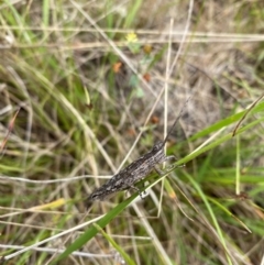 Coryphistes ruricola (Bark-mimicking Grasshopper) at Booth, ACT - 20 Dec 2023 by simonstratford