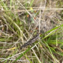 Coryphistes ruricola (Bark-mimicking Grasshopper) at Booth, ACT - 21 Dec 2023 by simonstratford