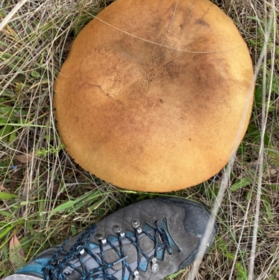 Phlebopus marginatus (Giant Bolete) at Booth, ACT - 21 Dec 2023 by simonstratford