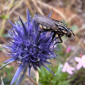 Oxysarcodexia varia at Franklin Grassland (FRA_5) - 11 Dec 2023