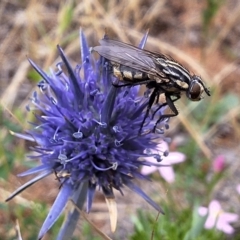 Oxysarcodexia varia at Franklin Grassland (FRA_5) - 11 Dec 2023 11:46 AM