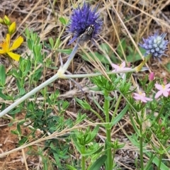 Oxysarcodexia varia at Franklin Grassland (FRA_5) - 11 Dec 2023