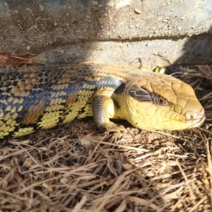 Tiliqua scincoides scincoides at QPRC LGA - 21 Dec 2023 07:00 PM