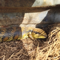 Tiliqua scincoides scincoides at QPRC LGA - 21 Dec 2023