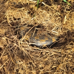 Tiliqua scincoides scincoides at QPRC LGA - 21 Dec 2023