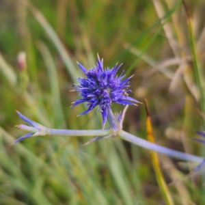 Eryngium ovinum at Turallo Nature Reserve - 21 Dec 2023