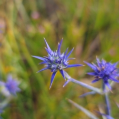 Eryngium ovinum at Turallo Nature Reserve - 21 Dec 2023