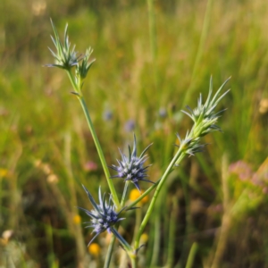 Eryngium ovinum at Turallo Nature Reserve - 21 Dec 2023