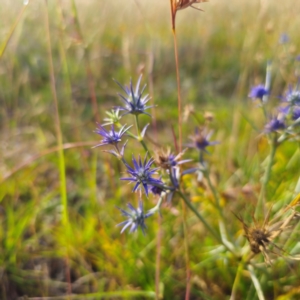 Eryngium ovinum at Turallo Nature Reserve - 21 Dec 2023