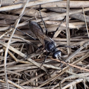 Prionyx sp. (genus) at Murrumbateman, NSW - 21 Dec 2023