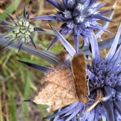 Scopula rubraria at Franklin Grassland (FRA_5) - 11 Dec 2023 11:56 AM