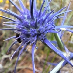 Apiformes (informal group) (Unidentified bee) at Budjan Galindji (Franklin Grassland) Reserve - 11 Dec 2023 by JenniM