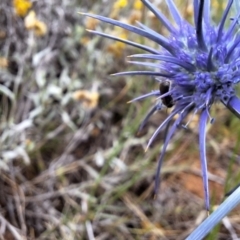 Apiformes (informal group) at Franklin Grassland (FRA_5) - 11 Dec 2023