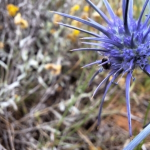 Apiformes (informal group) at Franklin Grassland (FRA_5) - 11 Dec 2023